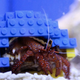 Illustration for article titled Picky hermit crab lives in a multicolored LEGO shell